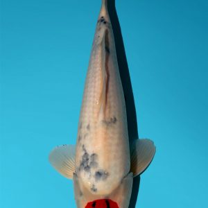 Japanese Koi Isa Showa Tancho Absolute Koi, Cotswold Koi, Perfect Ponds, Koi Collection, Shirley Aquatics