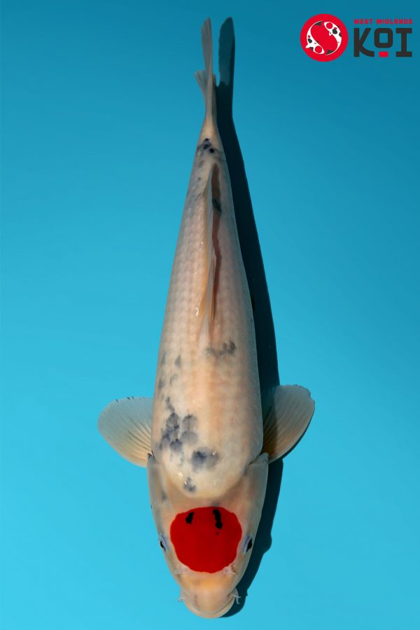 Japanese Koi Isa Showa Tancho Absolute Koi, Cotswold Koi, Perfect Ponds, Koi Collection, Shirley Aquatics