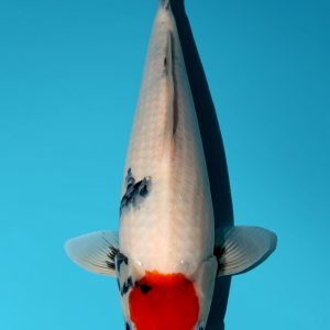 Japanese Koi Isa Showa Tancho Absolute Koi, Cotswold Koi, Perfect Ponds, Koi Collection, Shirley Aquatics