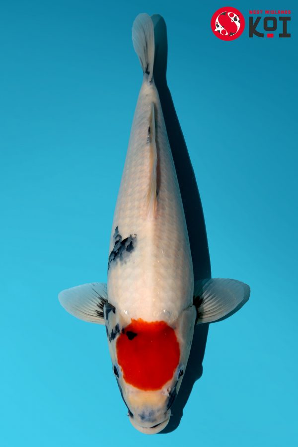 Japanese Koi Isa Showa Tancho Absolute Koi, Cotswold Koi, Perfect Ponds, Koi Collection, Shirley Aquatics
