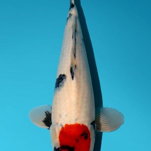 Japanese Koi Isa Showa Tancho Absolute Koi, Cotswold Koi, Perfect Ponds, Koi Collection, Shirley Aquatics