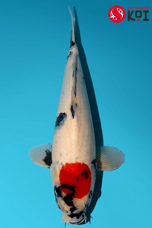 Japanese Koi Isa Showa Tancho Absolute Koi, Cotswold Koi, Perfect Ponds, Koi Collection, Shirley Aquatics