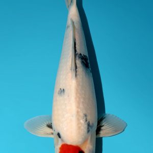 Japanese Koi Isa Showa Tancho Absolute Koi, Cotswold Koi, Perfect Ponds, Koi Collection, Shirley Aquatics