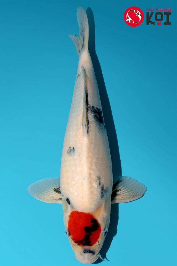 Japanese Koi Isa Showa Tancho Absolute Koi, Cotswold Koi, Perfect Ponds, Koi Collection, Shirley Aquatics