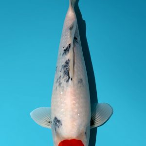Japense Koi Isa Showa Tancho Absolute Koi, Cotswold Koi, Perfect Ponds, Koi Collection, Shirley Aquatics