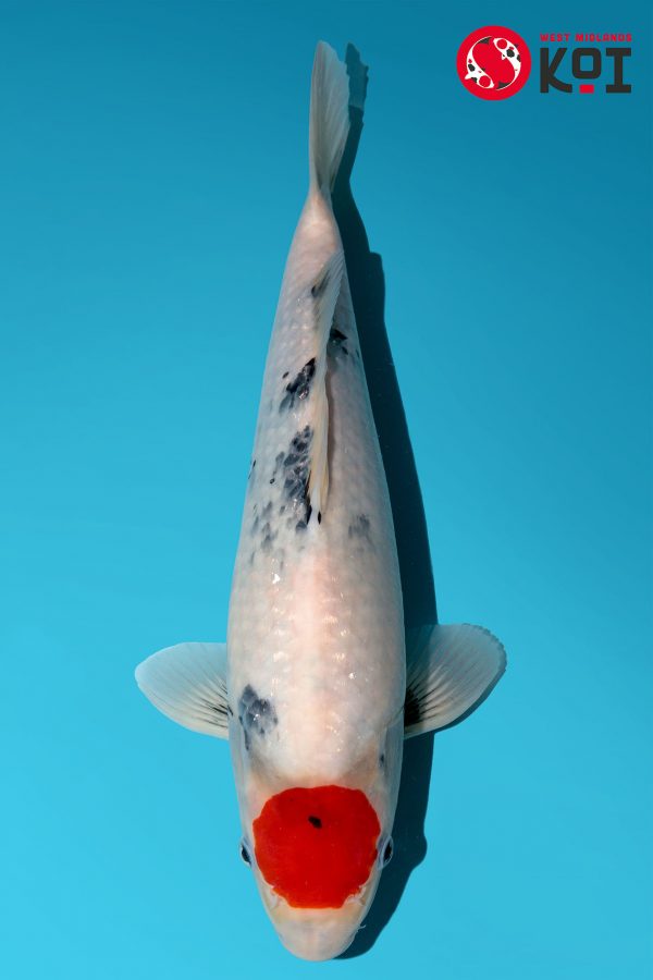 Japense Koi Isa Showa Tancho Absolute Koi, Cotswold Koi, Perfect Ponds, Koi Collection, Shirley Aquatics